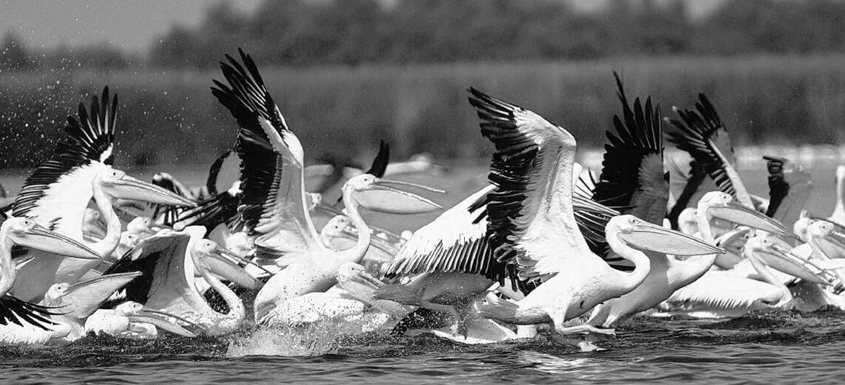 pelicani
